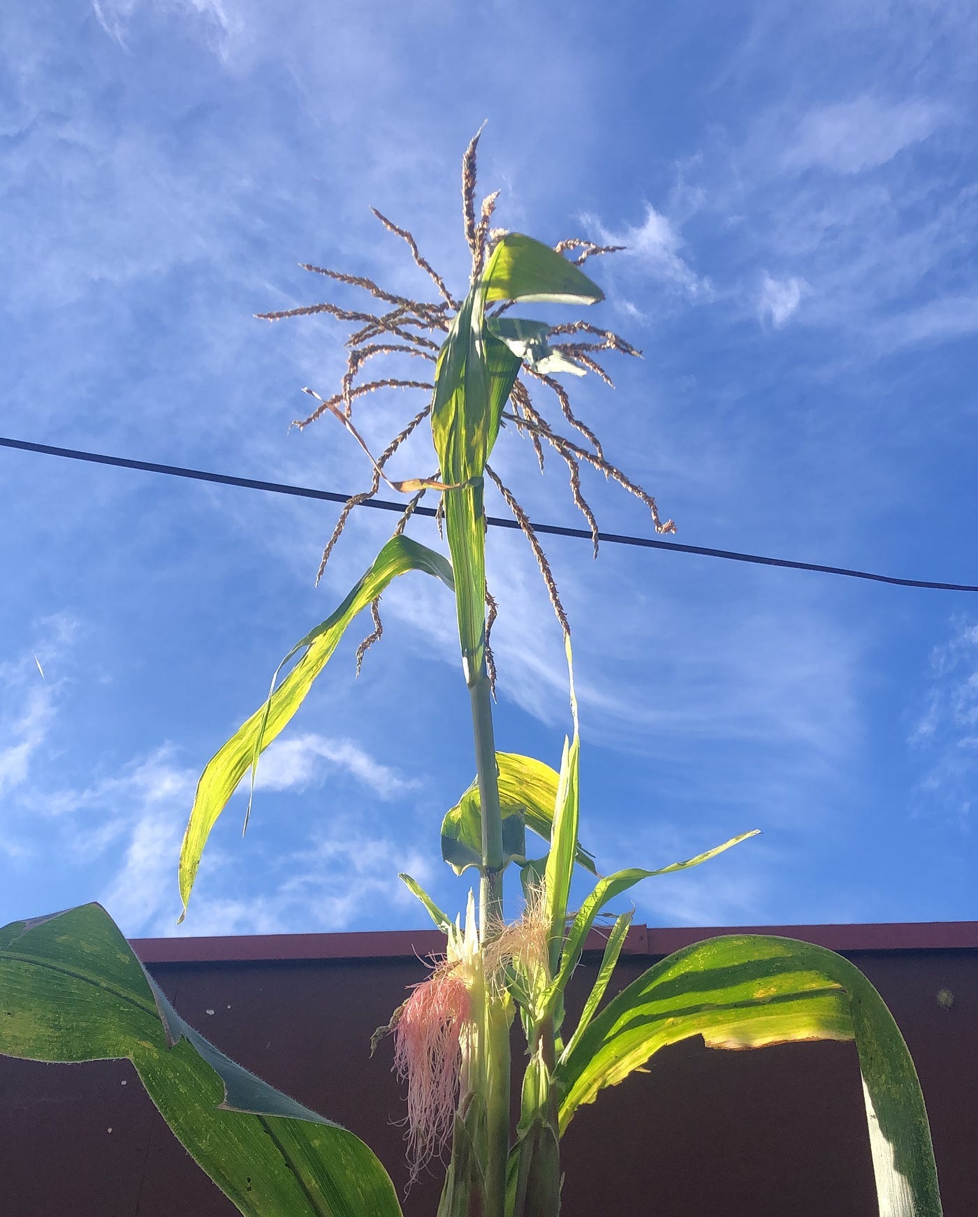 Tall corn plant with flowers and ears growing against a blue clear sky.