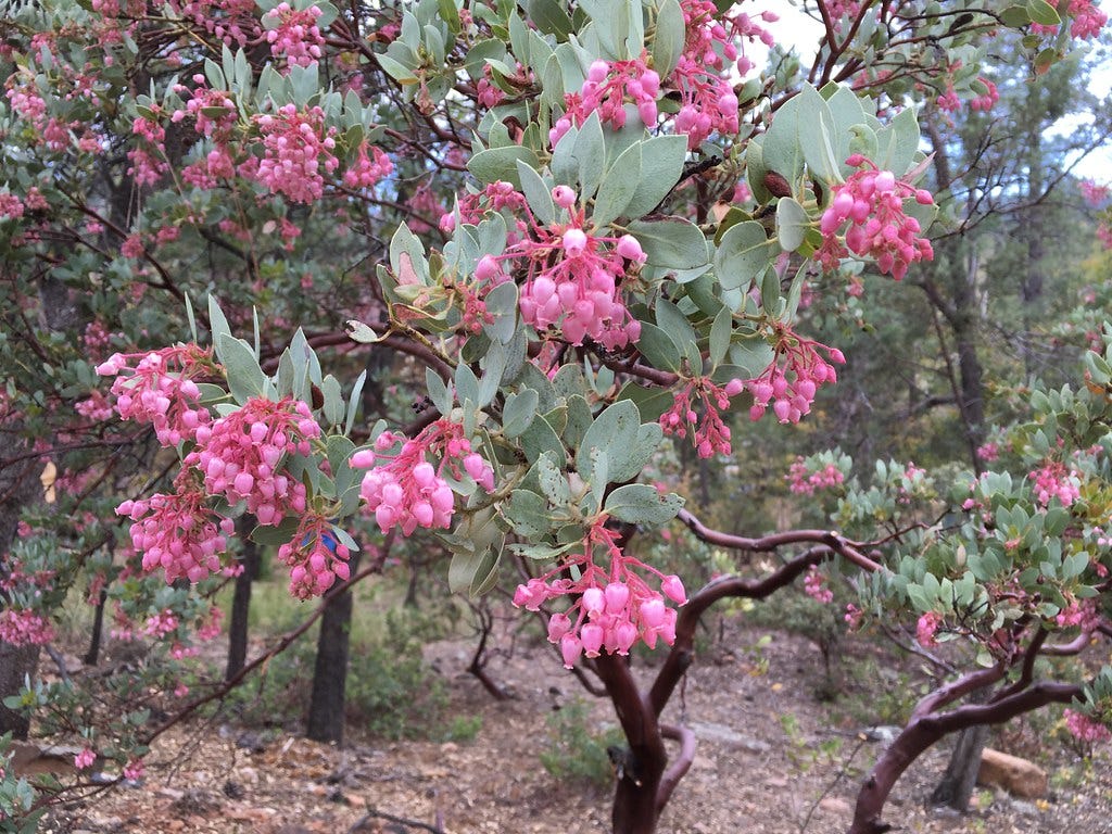 Manzanita in Blossom