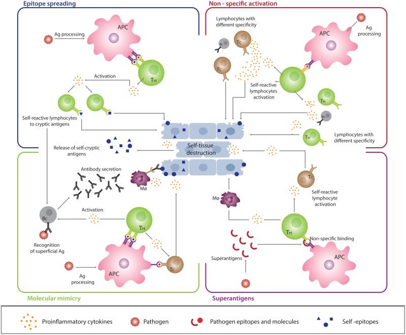 Figure 2. Infectious mechanisms of autoimmune disease.