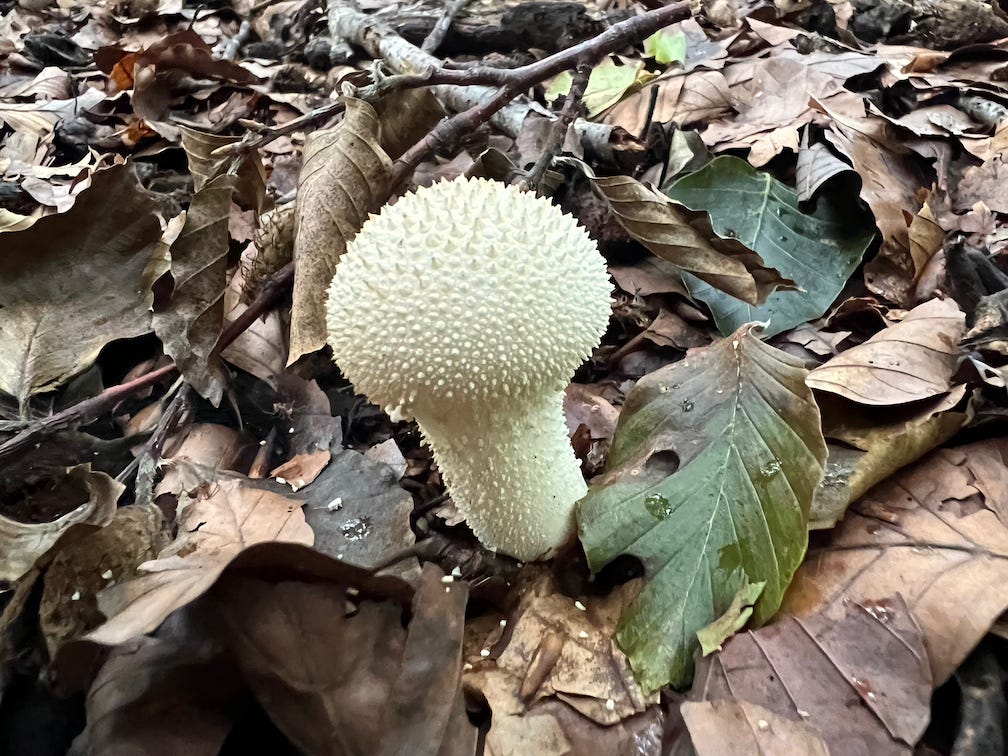 Photo by Author — this photo has nothing to do with the contents of this newsletter — I just like the photo I took of a mushroom in the woods