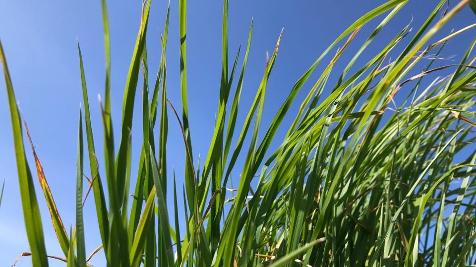 Blades of grass against a blue sky