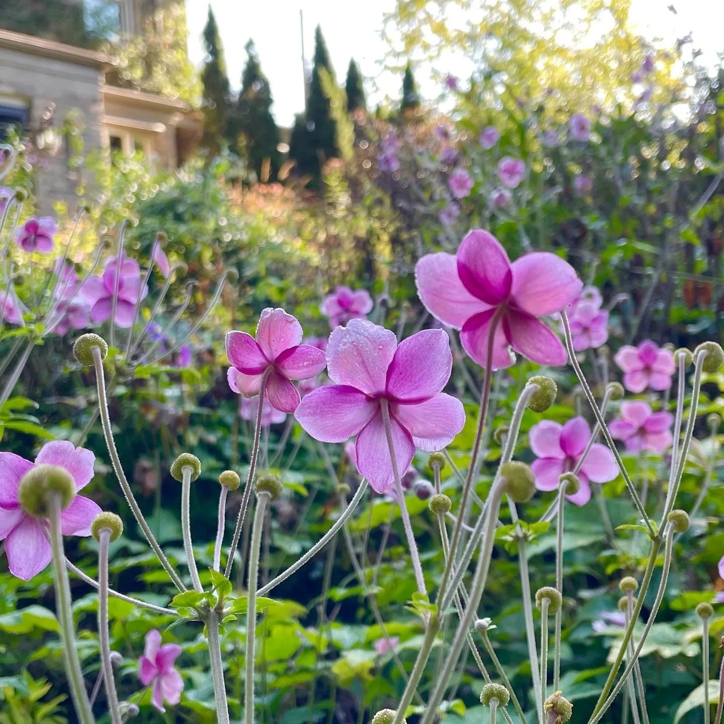 Japanese Anemone in our flower garden at Havenwood. See many more flowers at Julie Witmer Gardens.Substack