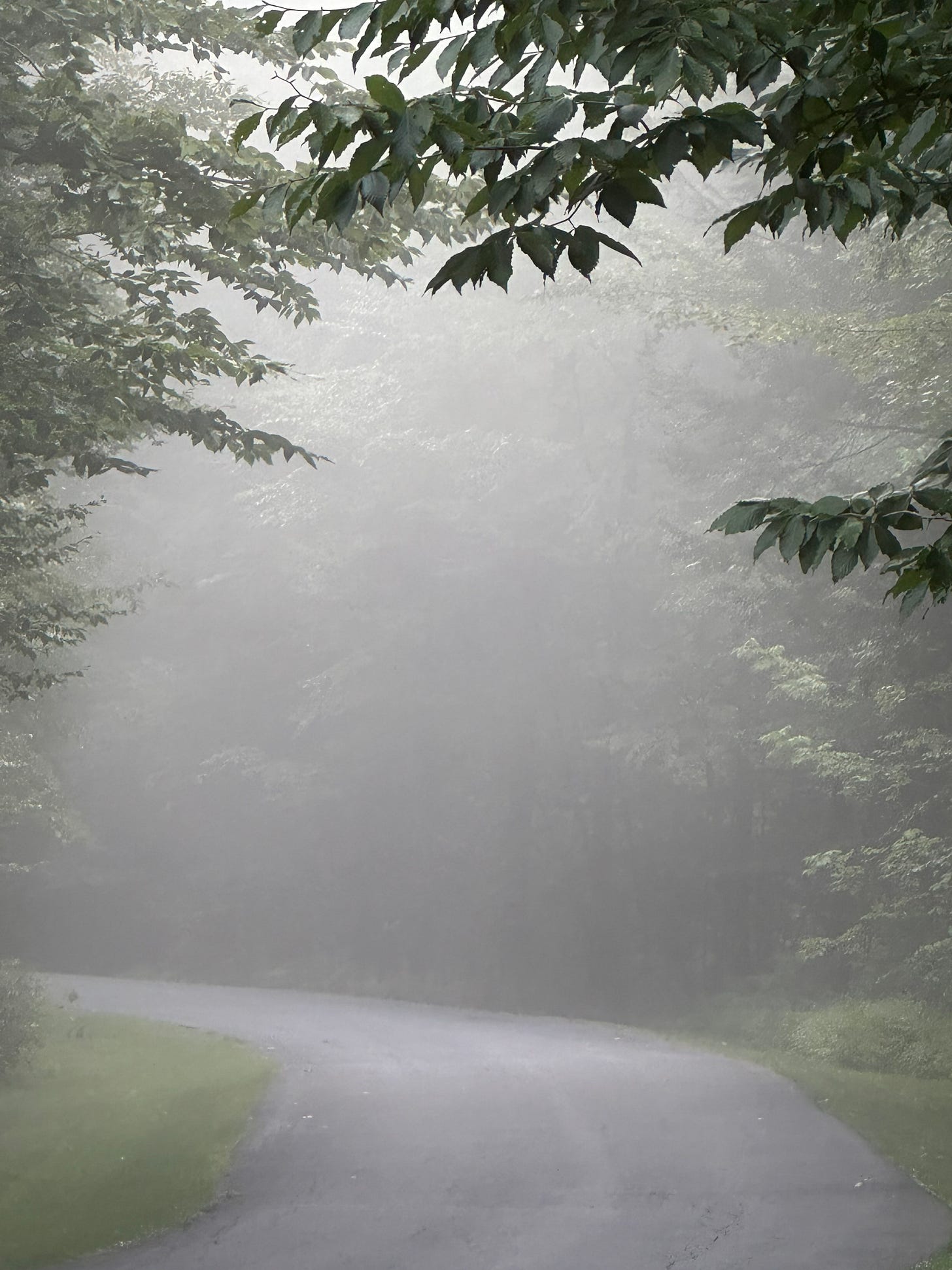 foggy path surrounded by trees