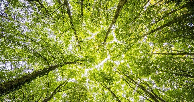 The Oneness of Life and Its Environment | Soka Gakkai (global)
