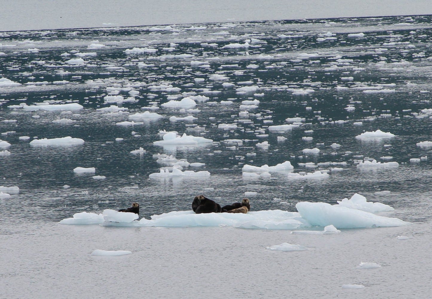 four sea otters rest on drifting sea ice