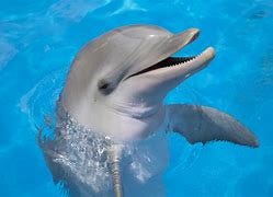 Image result for dolphin