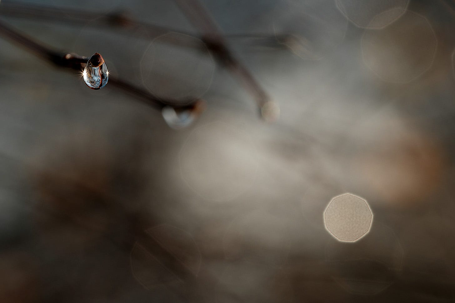 A single sparkling droplet of water hangs tear-like on the end of a birch branch, about to fall