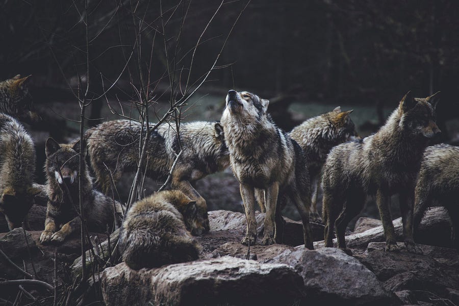 Wolves Wolves