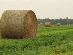 Image result for round hay bale images