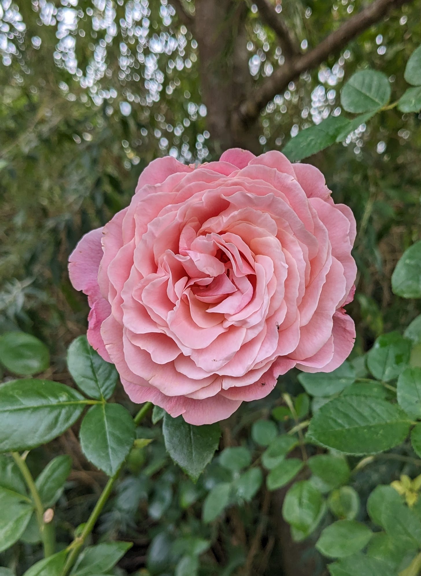 pink rose against a green bush