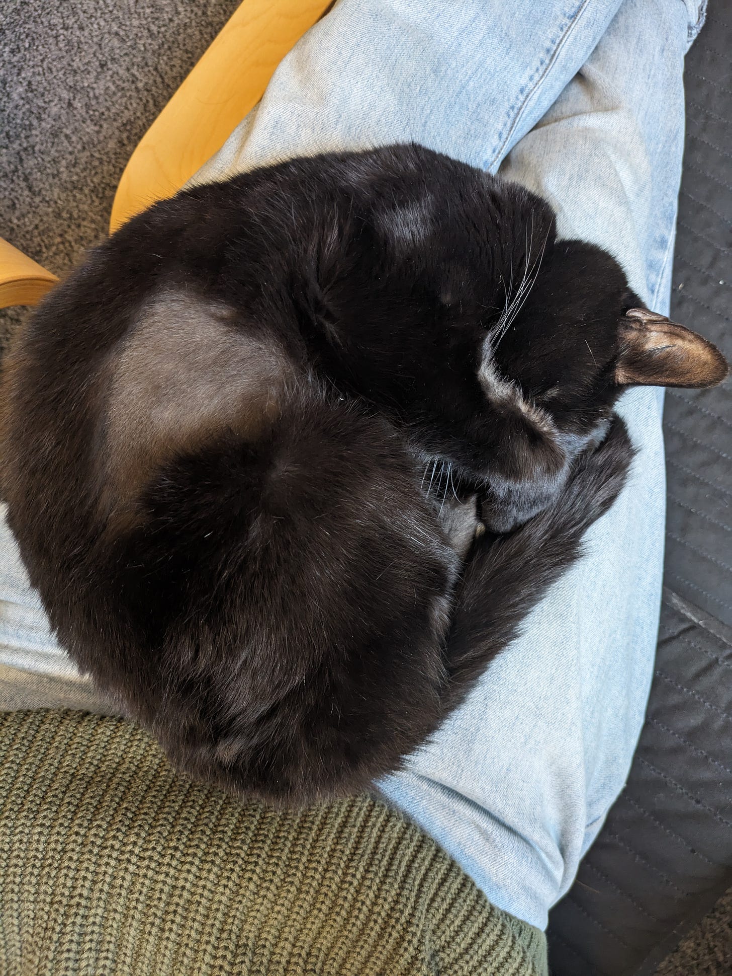 a black cat with a shaved stomach curled up on a lap
