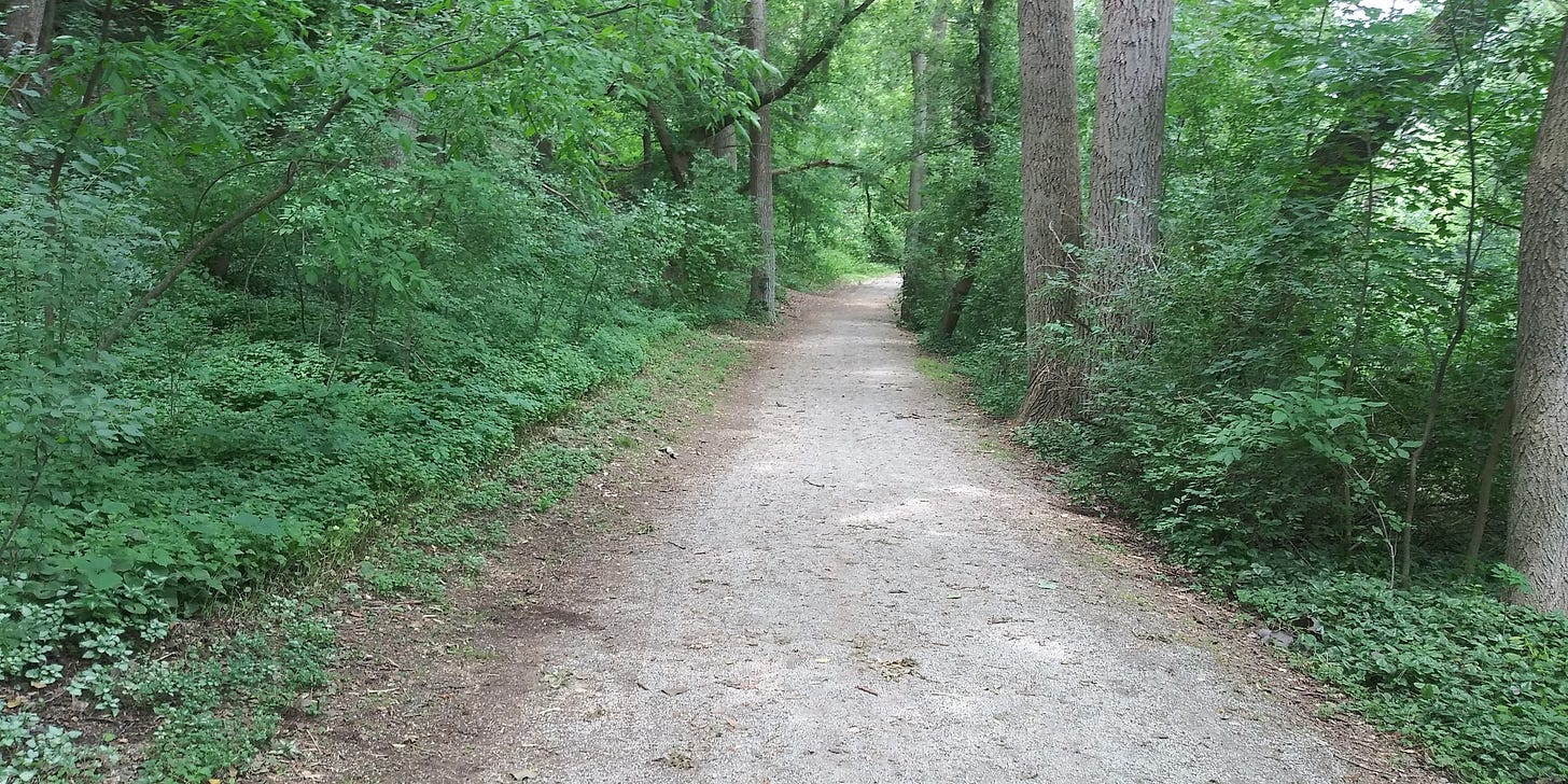 May be an image of tree and grass