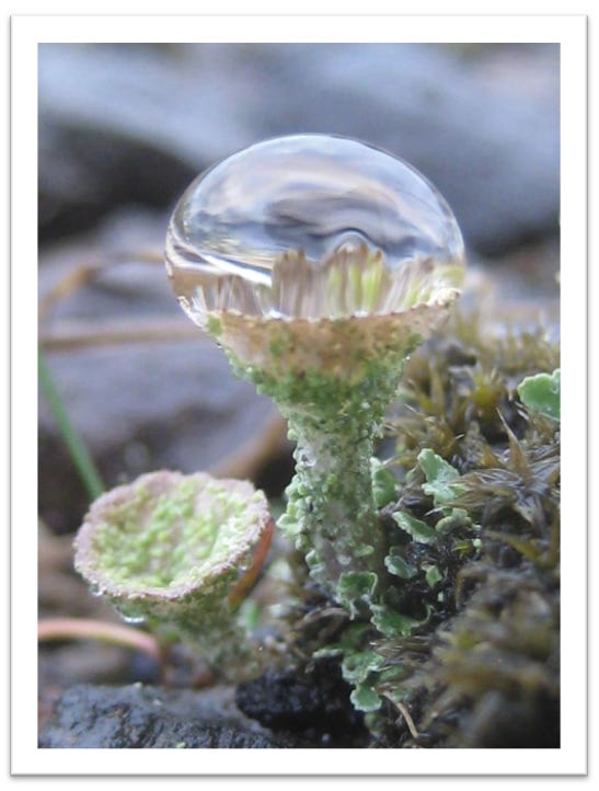 Close-up photograph of a pixie cup lichen, with a drop of water in its cup.