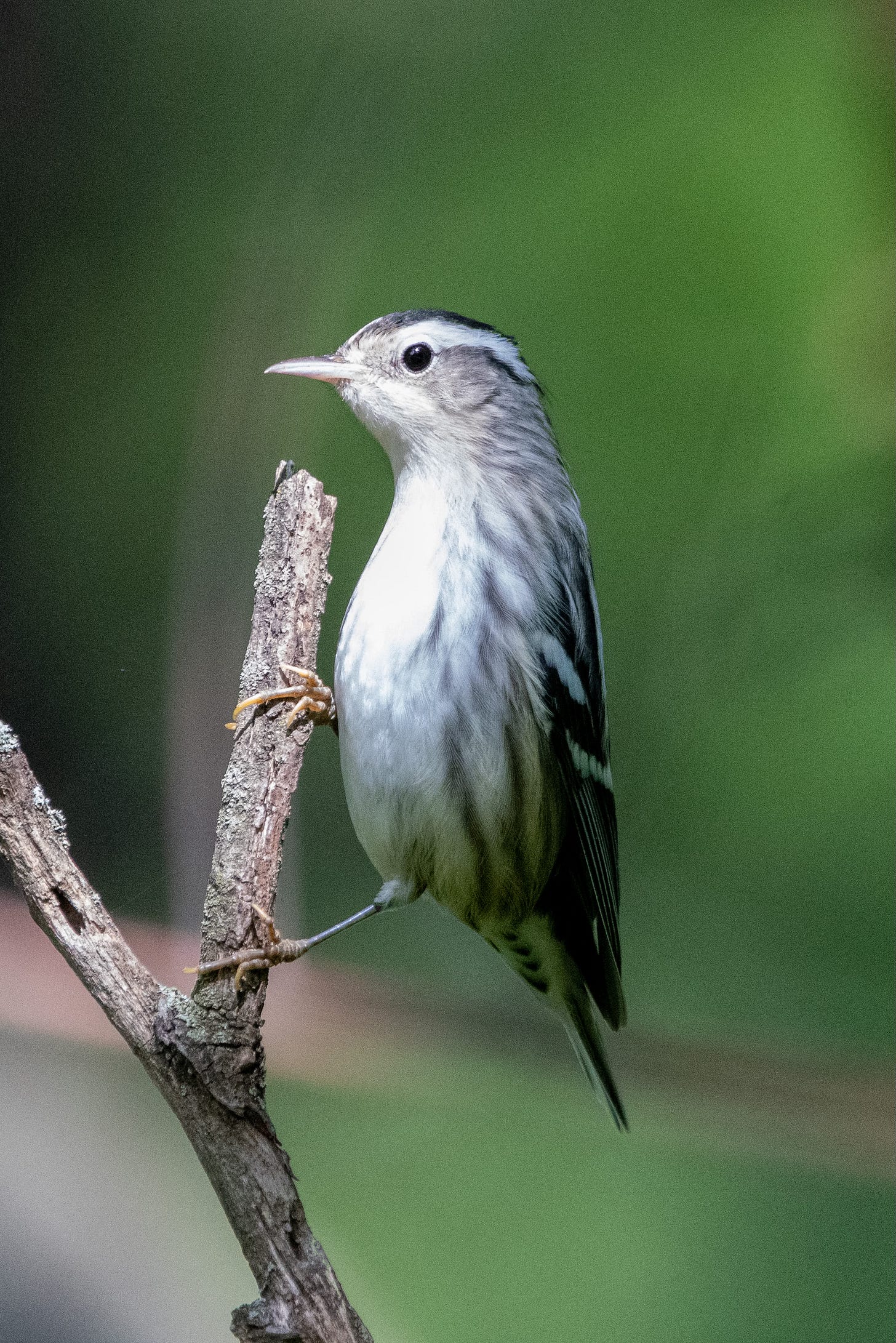 A small black-and-white bird, its face in the sun, clings vertically to a twig