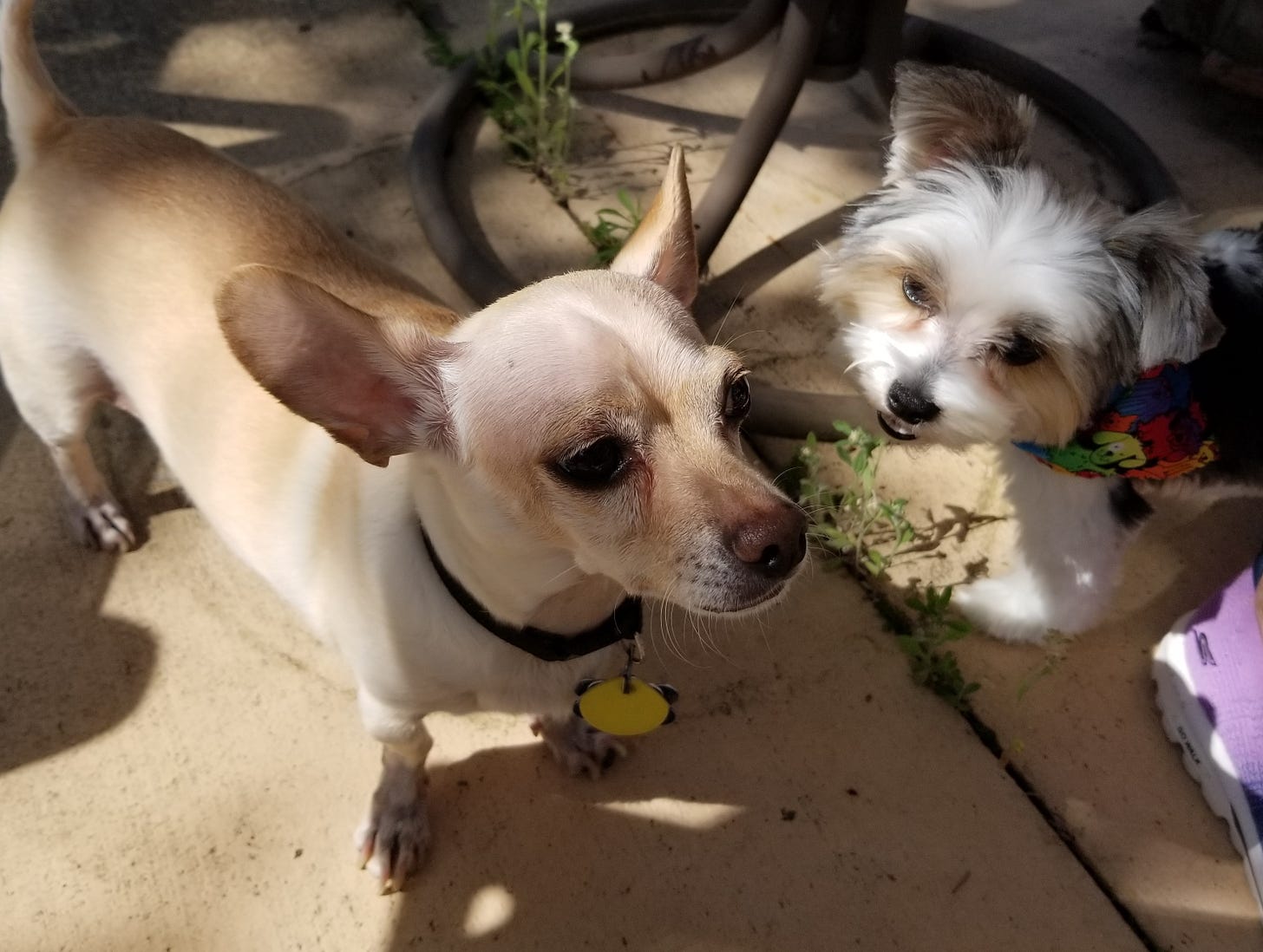 a Chihuahua and Biewer Terrier puppy