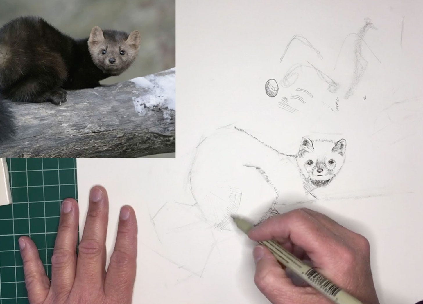 nature journal sketch of a pine marten