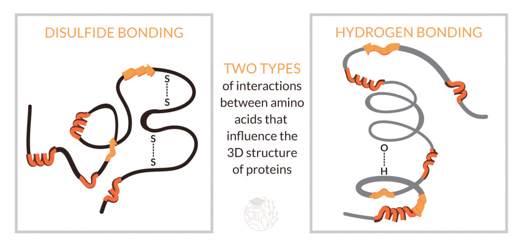 illustration of sulphur and hydrogen bonds in proteins