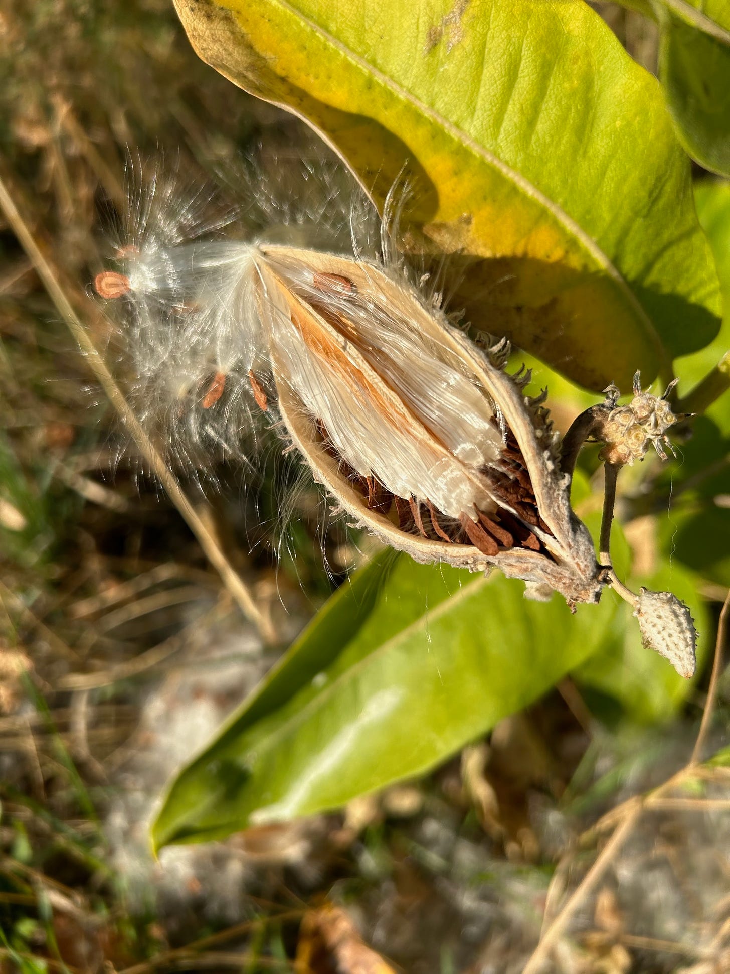 A closeup of an open milkweed pod. Neat rows of seeds can be seen, with just a few at the top beginning to let go. 