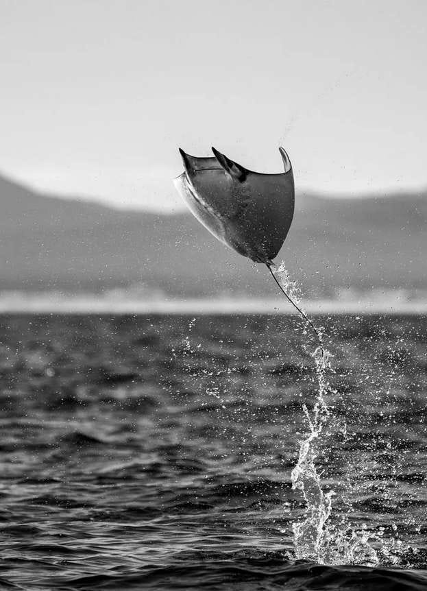una raya gigante salta del agua, sacando su cuerpo por completo, en Baja California