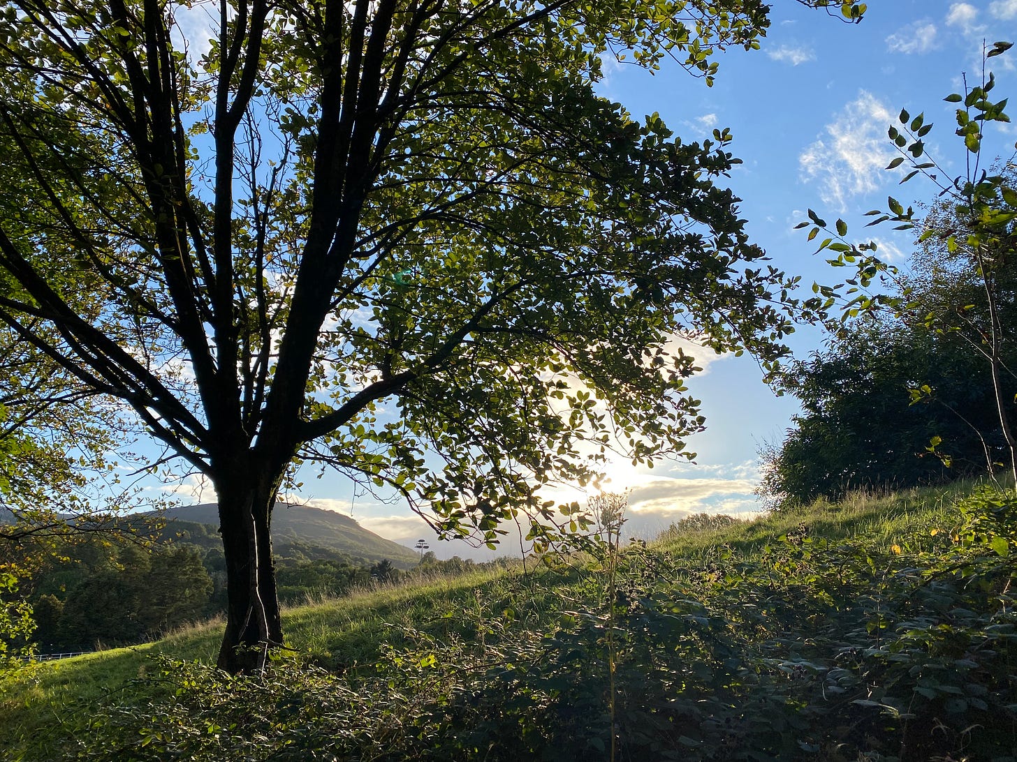 A sunny shot of Pontypool Park, with the silhouette of a tree in the foreground and a green forest and hill in the background. The sky is blue and the sunlight is visible on the horizon.