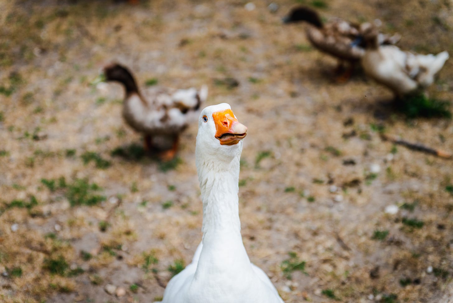 A white goose with an orange beak appearing to have an expression like Kermit the Frog when he gets exasperated