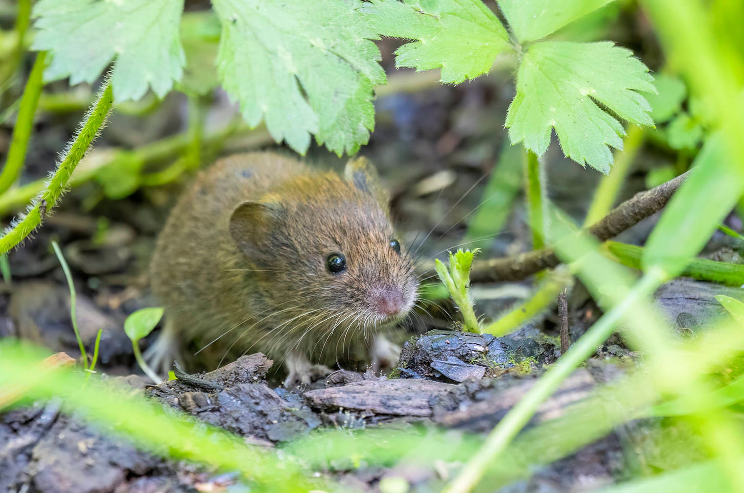 Photo of a bank vole sitting under green leaves