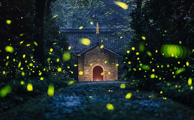File:Fireflies at Linggu Temple, 20160627.jpg