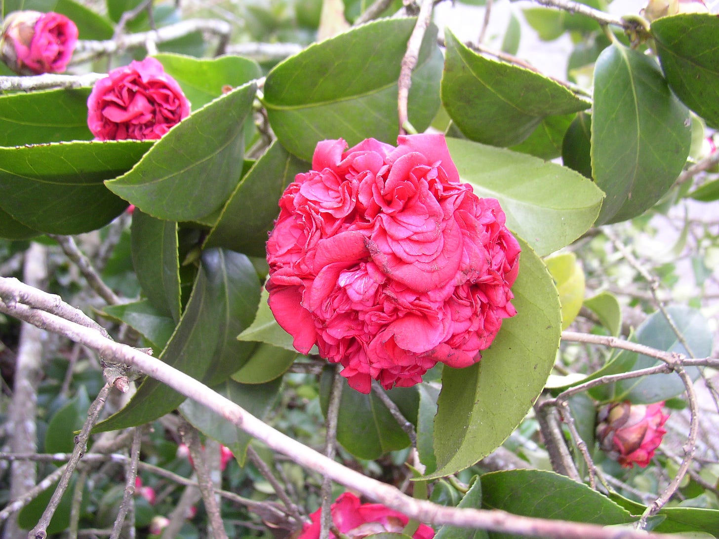 Faded frilly pinky-red camellia blossom