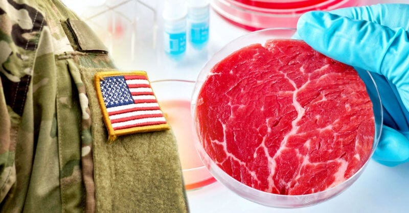 uniforme de soldado americano e carne falsa em placa de Petri