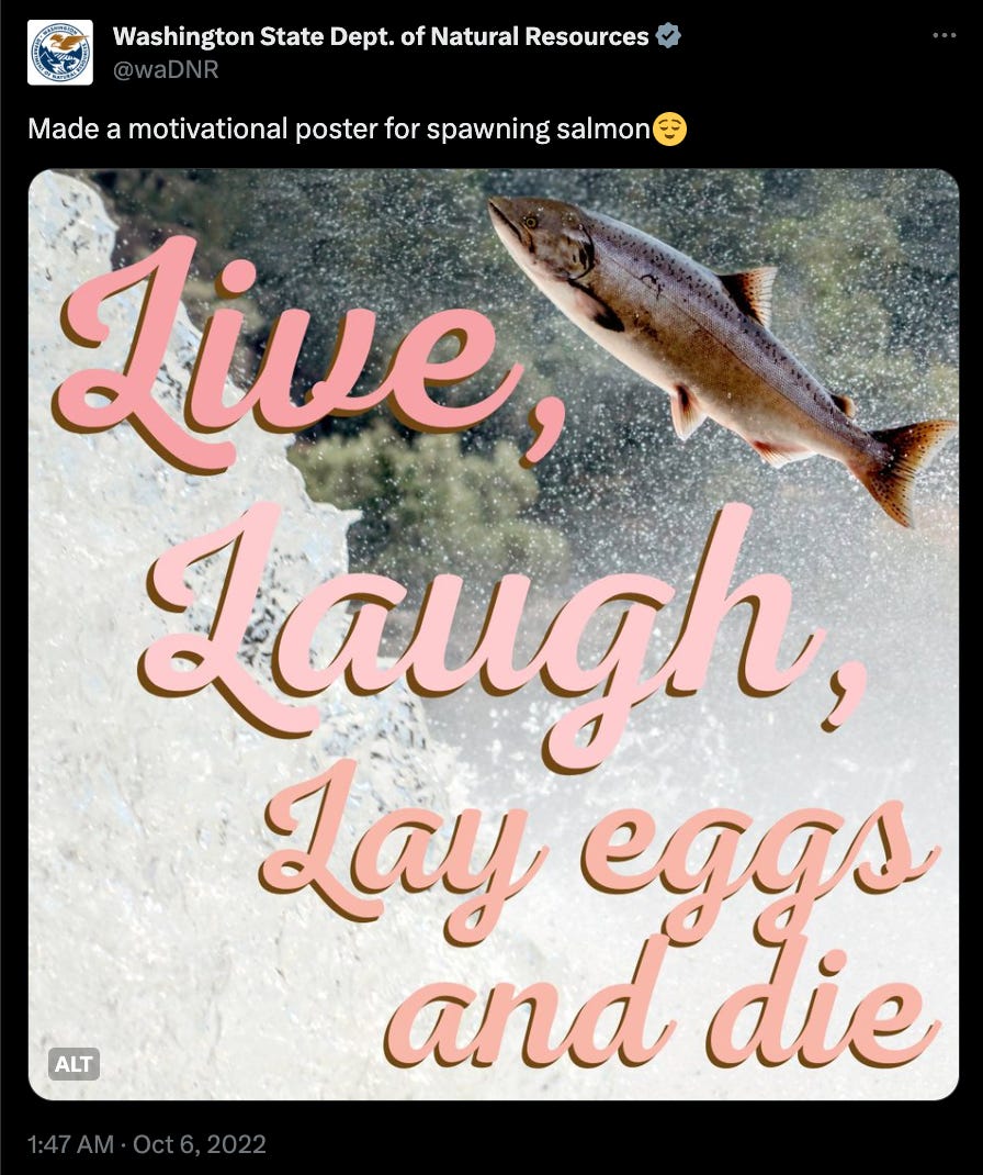 The image depicts a social media post from the Washington State Department of Natural Resources (@waDNR) featuring a motivational poster for spawning salmon. The poster shows an image of a salmon leaping out of the water with the whimsical phrase "Live, Laugh, Lay eggs and die" in a flowing script font. 