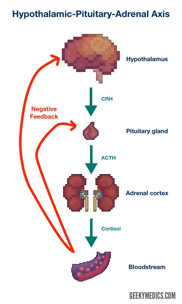 A Hypothalamic-Pituitary-Adrenal (HPA) Axis diagram by Geekymedics.com