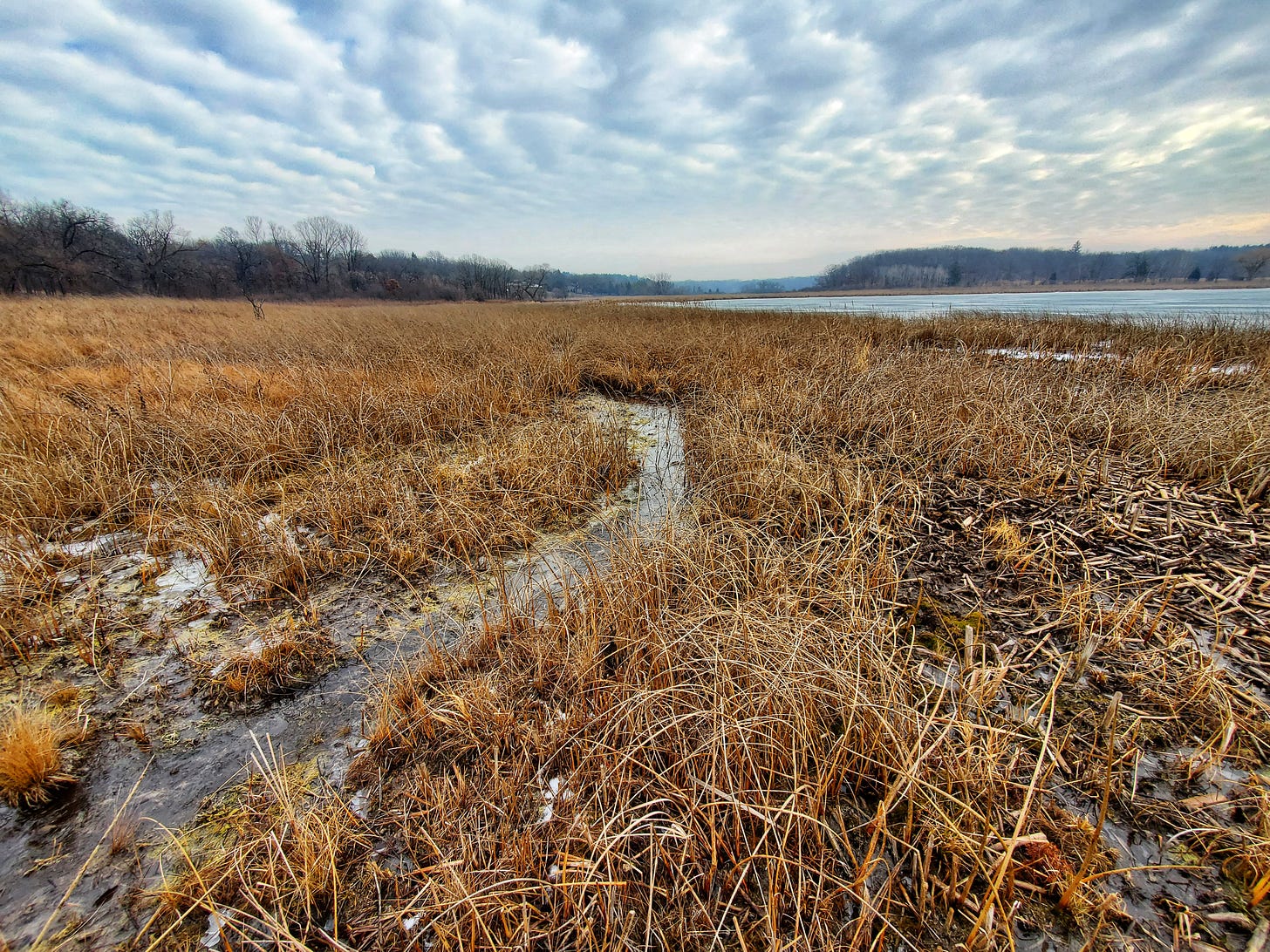 Brown, yellow, and umber grasses stretch out toward a partially frozen lake. A small, frozen channel of water flows through the middle of the marshy wetland. White clouds ripple the pastel sky above.
