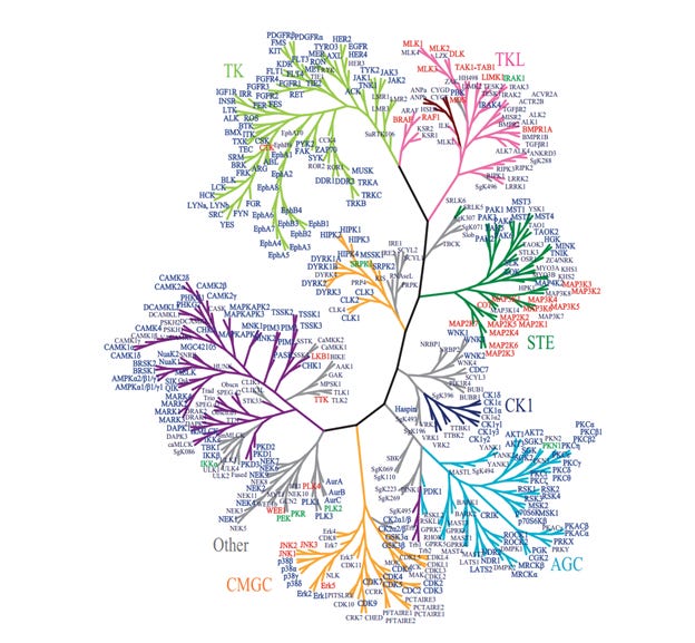 GIST Kinases