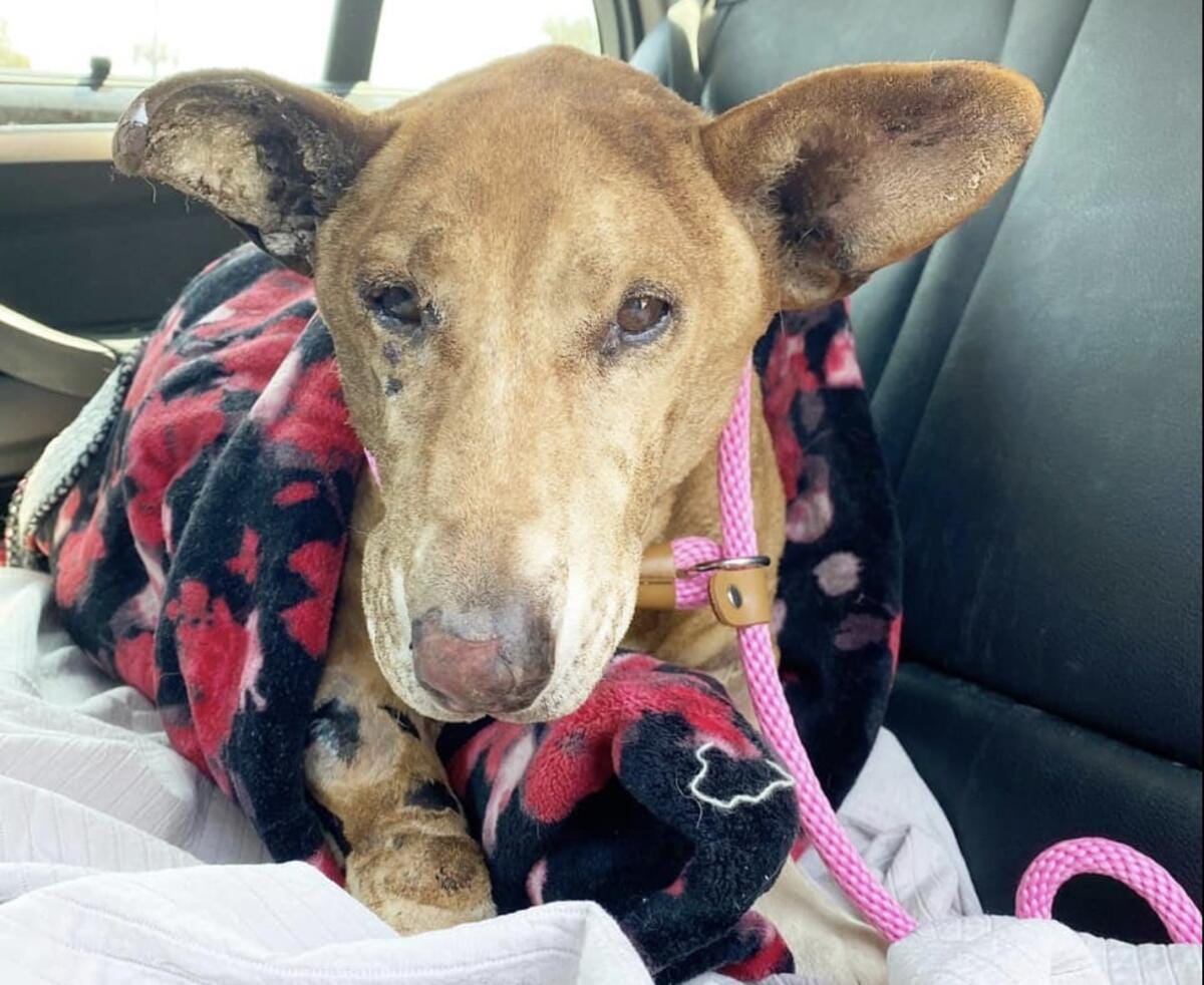 Hennessy, a Welsh corgi mix, tries to recover after being set on fire.