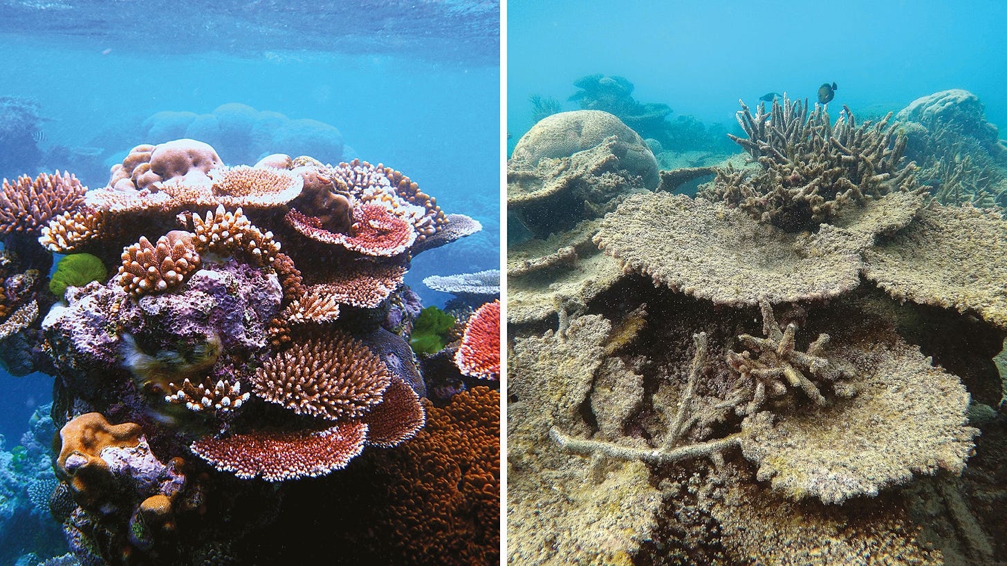 Paradise lost: the crisis on the Great Barrier Reef | Financial Times