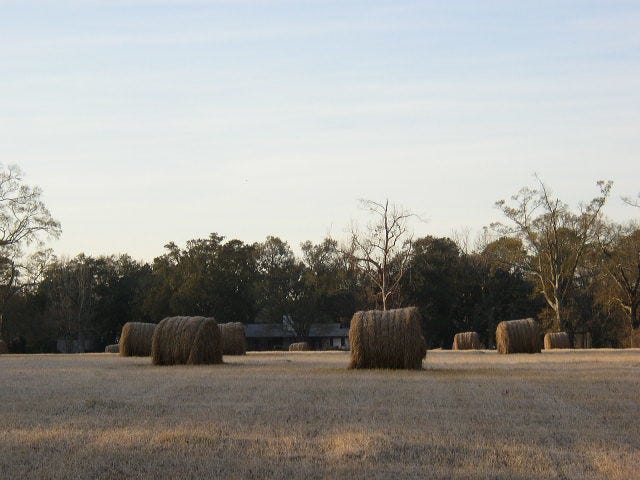 Field with bales of hay with a line of trees and house in background