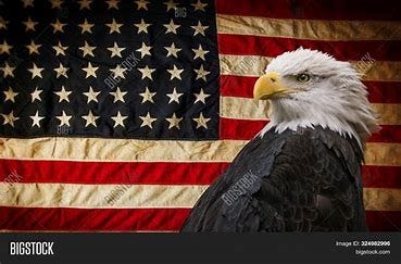 Image result for American Bald Eagle Symbol