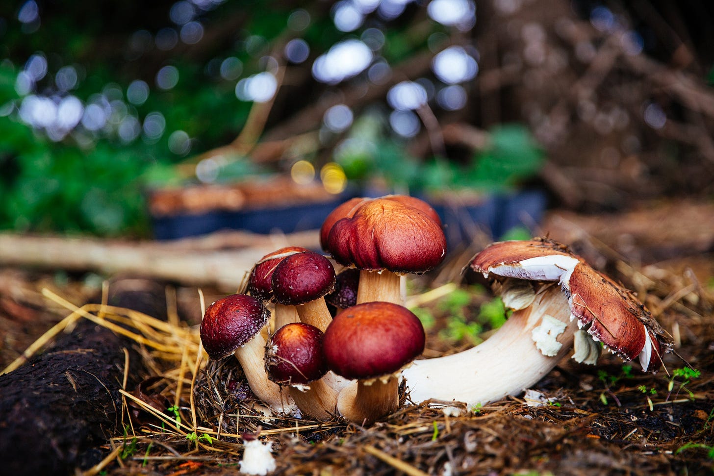 Garden Giants Mushroom Block – mushbarn