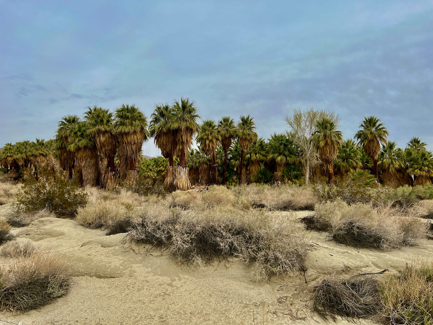 Palm Oasis, east of Palm Springs