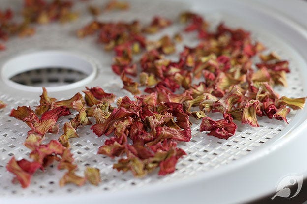 Dehydrated Rhubarb on Dehydrator Tray