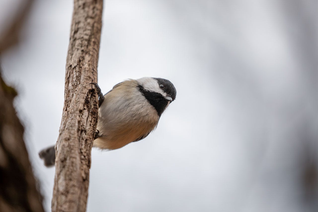 a Black-capped Chickadee perches sideways on a branch, looking gently towards something off to the bottom-right. They appear to have a small smile on their beak