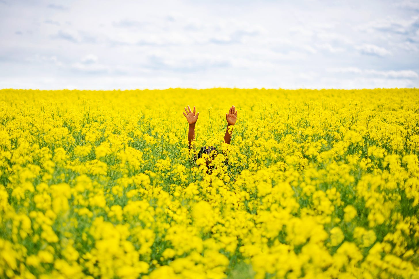 field of bright yellow blossoms, in middle 2 brown arms and hands stretched up, cannot see head.