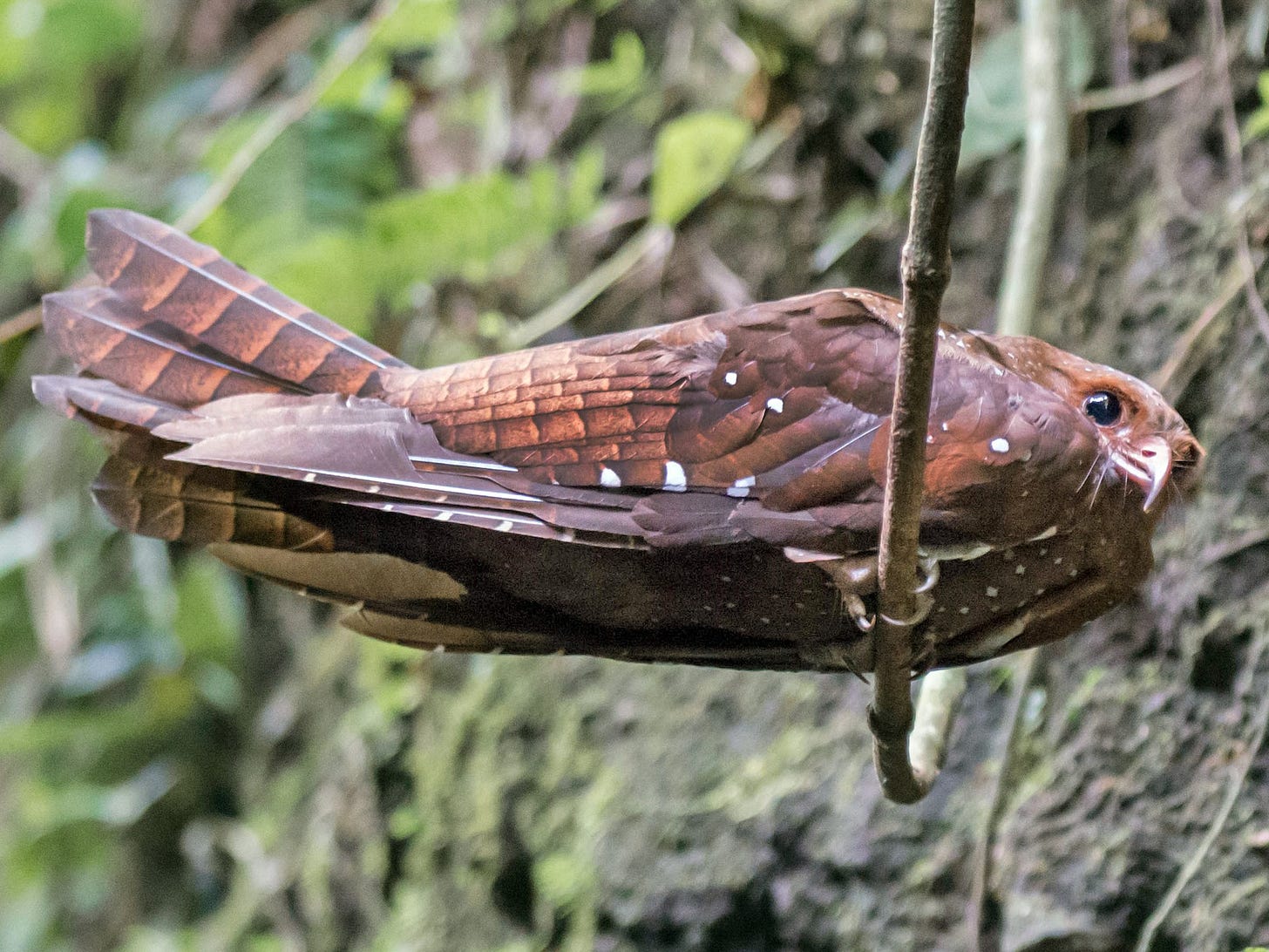 Oilbird - eBird