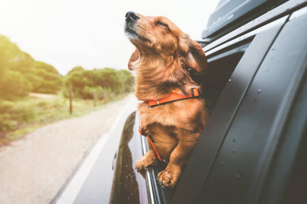 Dachshund dog riding in car and looking out from car window. Happy dog enjoying life. Dog adventure Dachshund dog riding in car and looking out from car window. Happy dog enjoying life. Dog adventure. High quality photo dogs stock pictures, royalty-free photos & images