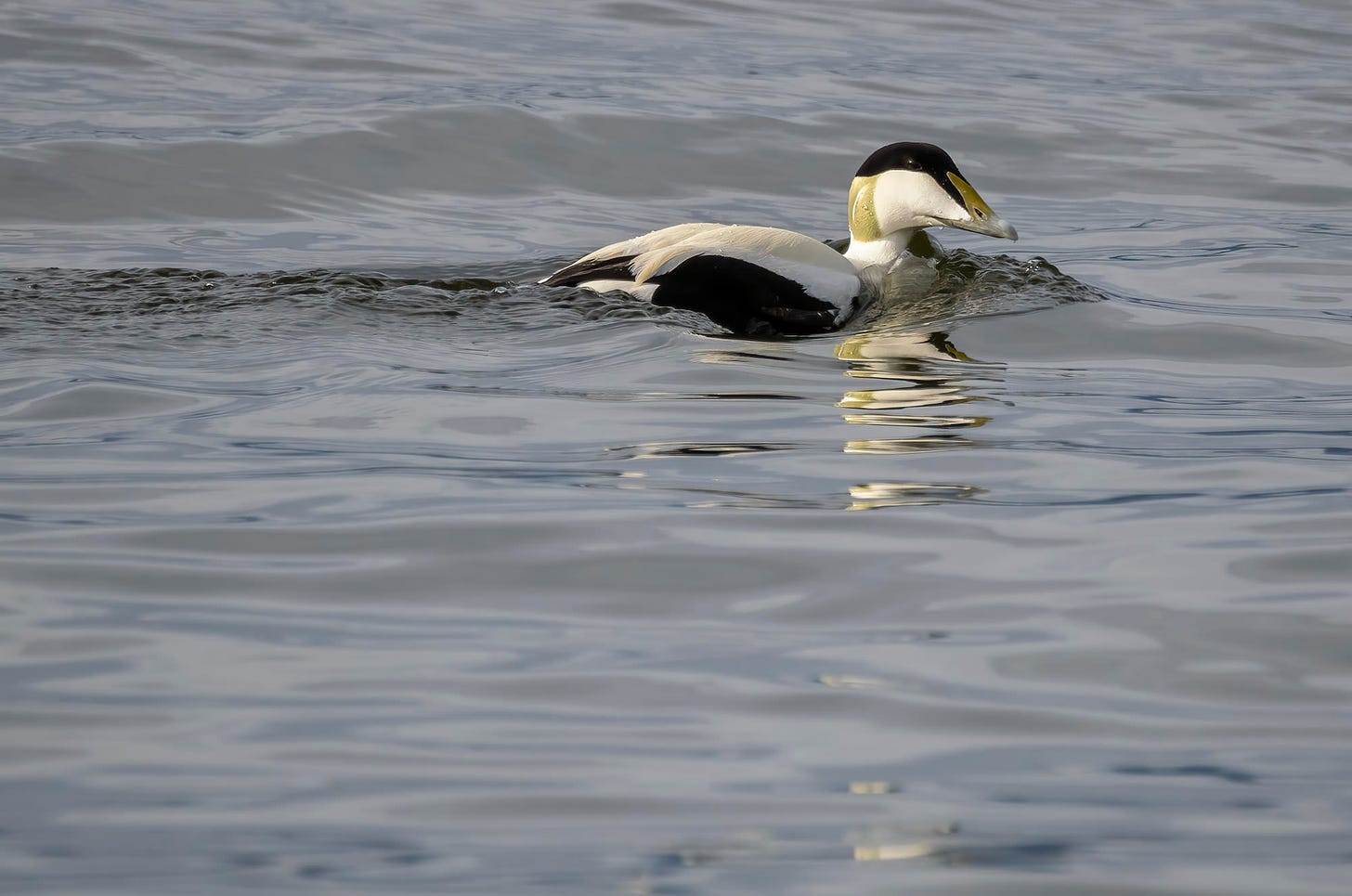 Photo of a male eider duck on water