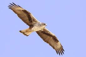 Bonelli's Eagle (Aquila fasciata ...