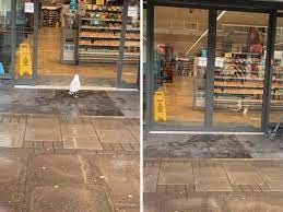 Watch It To Believe It: This Seagull Just Walked Into A Store To Grab A  Sandwich - News18