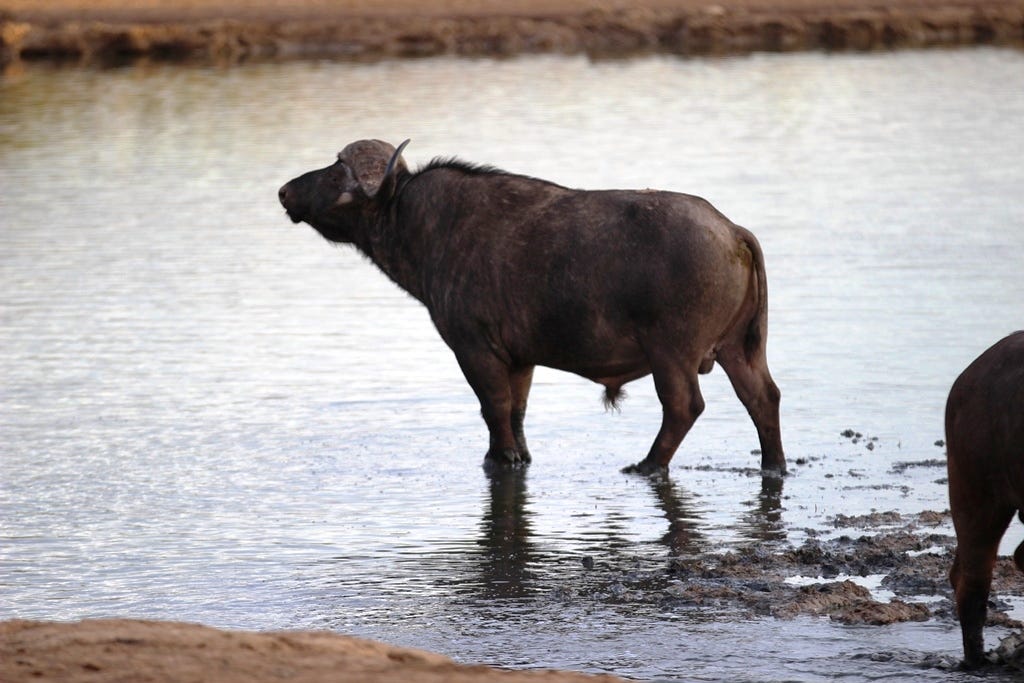 Buffalo bull ankle-deep in water