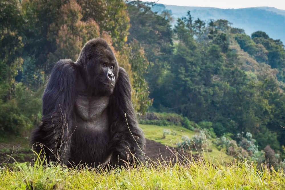 fotografía de Guhonda, el gorila de montaña de mayor edad conocido hasta la fecha