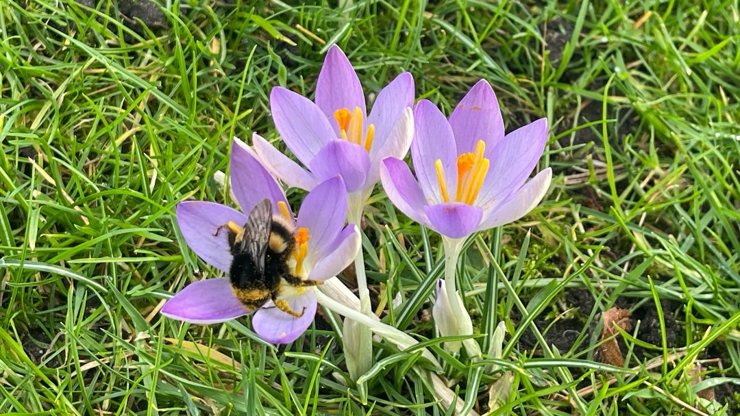 flower with a bee